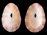 Fissurella rosea