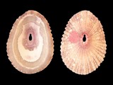 Fissurella fascicularis