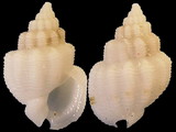 Nassarius albus