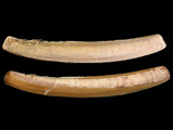 Ensis ensis