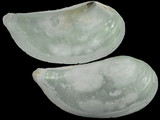 Variation12771