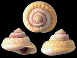 Variation22774