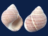 Littorina saxatilis