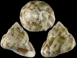 Astraea tuber