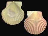 Variation22912