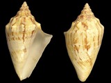 Variation22939