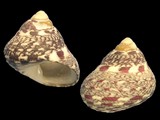 Variation22942