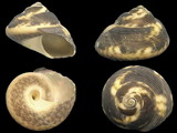 Gibbula varia