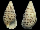 Cerithium alveolus