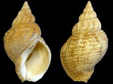 Buccinum undatum