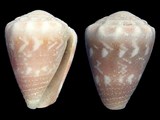 Conus fulgetrum