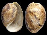 Bulla ampulla