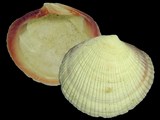 Variation23074