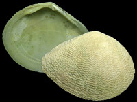 Variation33091