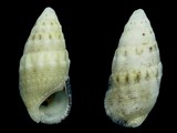 Cerithium atromarginatum