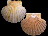 Pecten maximus