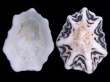 Variation23205