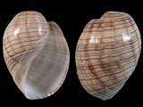 Hydatina physis