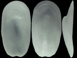 Variation23329