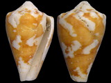 Conus regius