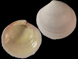 Variation33335