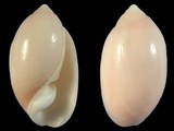 Pupa nitidula