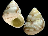 Monilea satorium