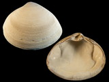 Variation23605