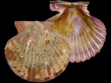 Aequipecten opercularis