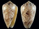 Conus arenatus