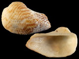 Variation23640