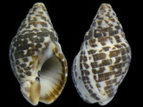 Cominella lineolata