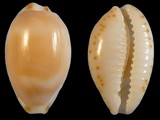 Variation33718