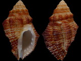 Ergalatax crassulnata