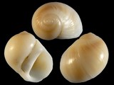 Polinices flemingianus