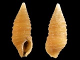 Variation33858