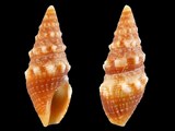 Variation23860
