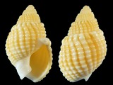 Nassarius crebricostatus