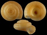 Heliacus infundibuliformis