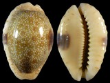 Cypraea erosa