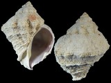 Coralliophila erosa