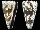 Conus fuscatus