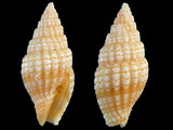 Vexillum infaustum