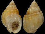 Nassarius nigellus