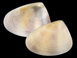 Variation24031