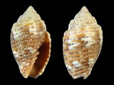 Variation34048