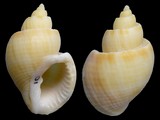 Cancellaria spirata