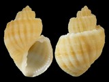 Scalptia scalata