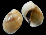 Mammilla melanostoma