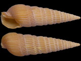 Duplicaria kieneri